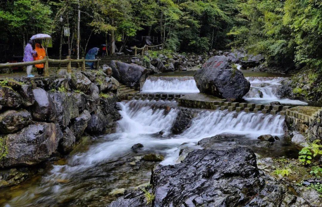 缅甸野象遭盗猎：国家动荡导致保护不力，野象数量岌岌可危